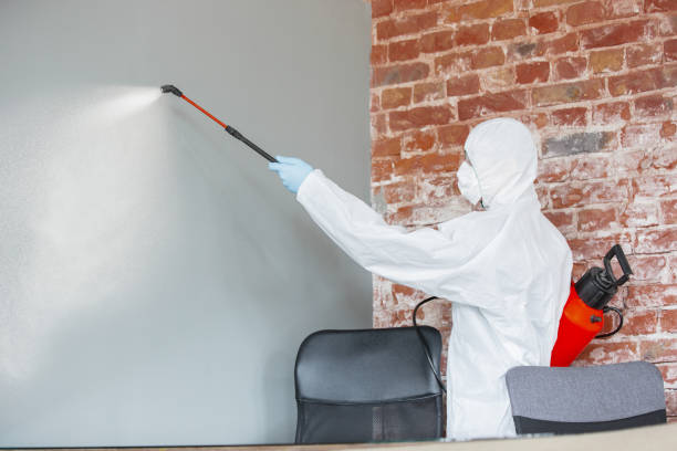 Best Emergency Mold Remediation  in Burnsville, MN