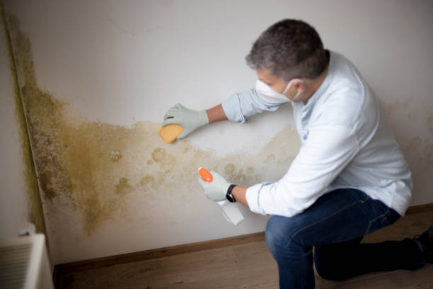 Best Mold-Related Health Consultation  in Burnsville, MN