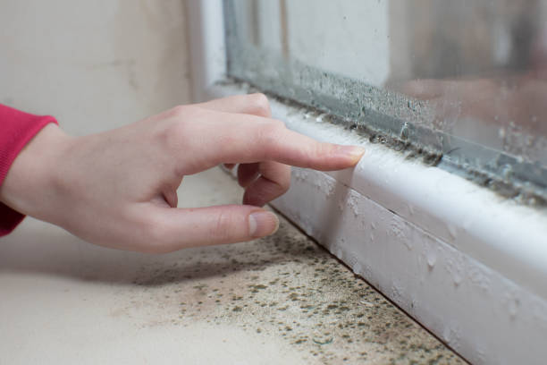 Best Residential Mold Inspection & Testing  in Burnsville, MN