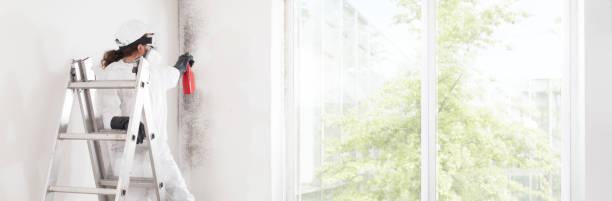 Burnsville, MN Mold Removal Company